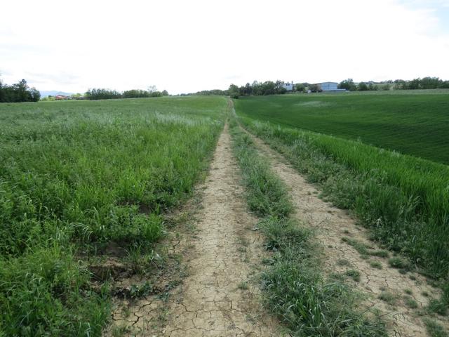 der Fussweg führt uns über Weiden...