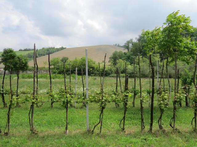 durch eine schöne hügelige Landschaft...