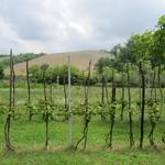 durch eine schöne hügelige Landschaft...