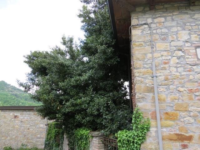 so gross ist unser Lorbeerbaum zuhause nicht