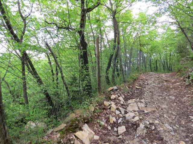 links und rechts ist der Wald mit einem Zaun gesichert. In diesen Wälder wird Trüffel gesucht