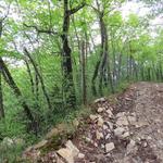 links und rechts ist der Wald mit einem Zaun gesichert. In diesen Wälder wird Trüffel gesucht