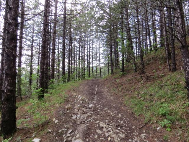 der Waldweg weist ruppige und holprige Stellen...