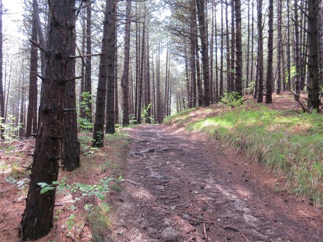 der Pilgerweg führt uns durch einen schönen Kiefer- und Eichenwald