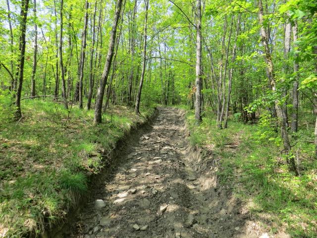 über einen wunderschönen und abwechslungsreichen Waldweg geht es nach Cavazzola