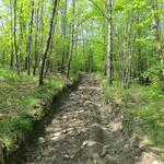 über einen wunderschönen und abwechslungsreichen Waldweg geht es nach Cavazzola