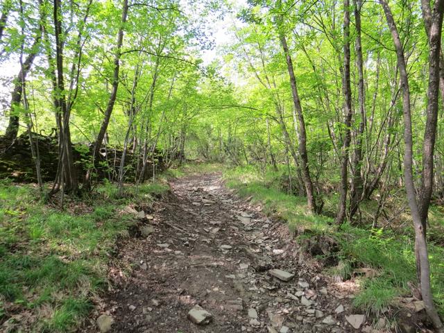 zwischendurch steil, führt uns der Wanderweg danach weiter Richtung Castellonchio