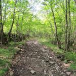 zwischendurch steil, führt uns der Wanderweg danach weiter Richtung Castellonchio