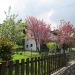 an blühenden Bäumen vorbei, verlassen wir Castellonchio