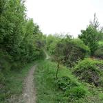 abwechslungsreich führt uns der Wanderweg durch dichtes Buschwerk, Wälder,...