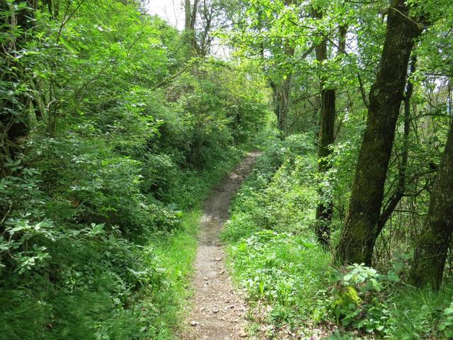 immer wieder wenn wir in einem Wald hineintauchen, empfängt uns ein lautes Vogelkonzert