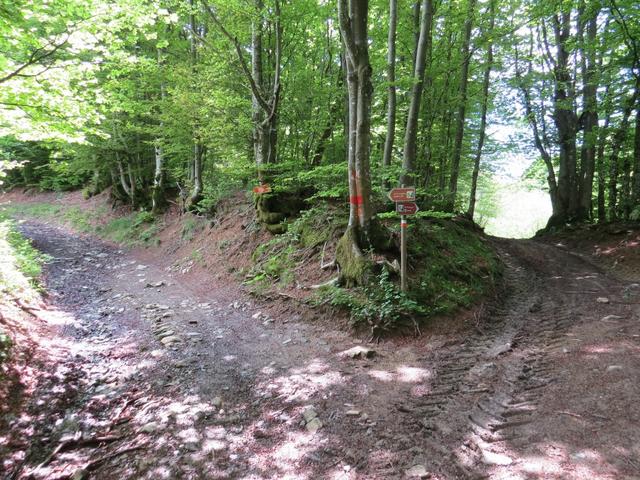 im Wald erreichen wir eine Gabelung. Rechts abbiegend erreicht man den Passo della Cisa