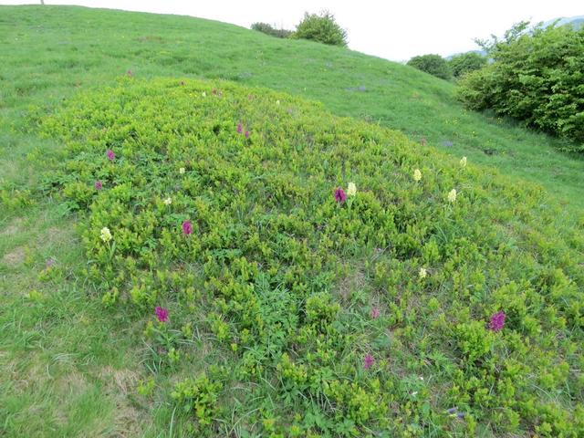 überall sind Blumen zu sehen