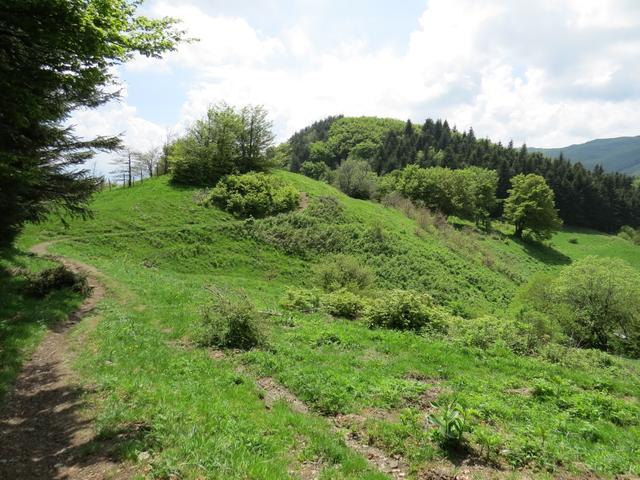 zwischendurch durchqueren wir schöne Waldlichtungen...