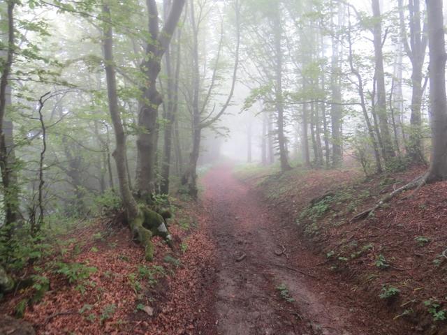 der Weg führt uns nun einige Kilometer durch einen dichten Wald