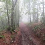 der Weg führt uns nun einige Kilometer durch einen dichten Wald