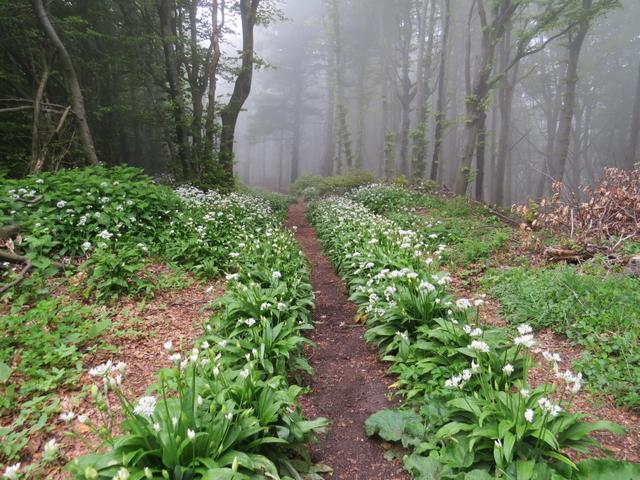 blühender Bärlauch zeigt uns der Weg durch diesen dichten Nebel