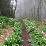 blühender Bärlauch zeigt uns der Weg durch diesen dichten Nebel