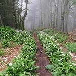 blühender Bärlauch zeigt uns der Weg durch diesen dichten Nebel