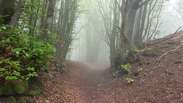 wir laufen durch einen mystischen Wald