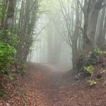 wir laufen durch einen mystischen Wald