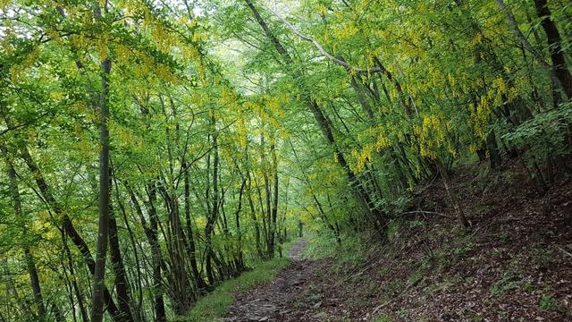 wir durchlaufen einen traumhaft schönen Goldregenbaumwald