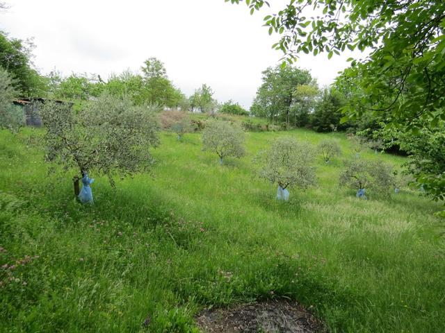 kurz vor Cavezzana d'Antena erscheinen die ersten Olivenbäume die uns klar machen, das wir uns in der Toscana befinden