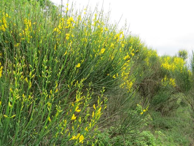 ...vorbei an blühendem Ginster...