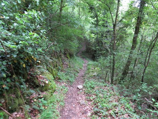 über eine Urwald-ähnliche Landschaft...