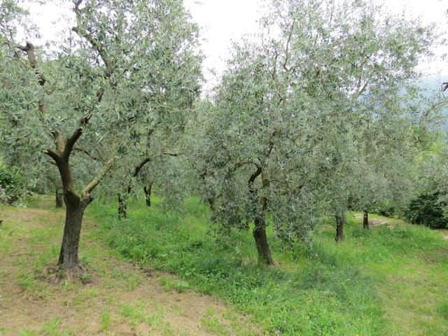 Olivenhaine und Weinberge begleiten uns auf dem ansteigenden Weg nach Groppodalosio...