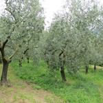 Olivenhaine und Weinberge begleiten uns auf dem ansteigenden Weg nach Groppodalosio...