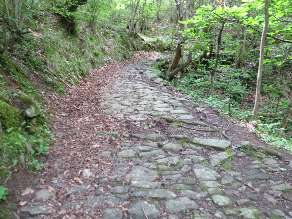 deutlich zu erkennen zieht sich der uralte Weg durch den Wald,...