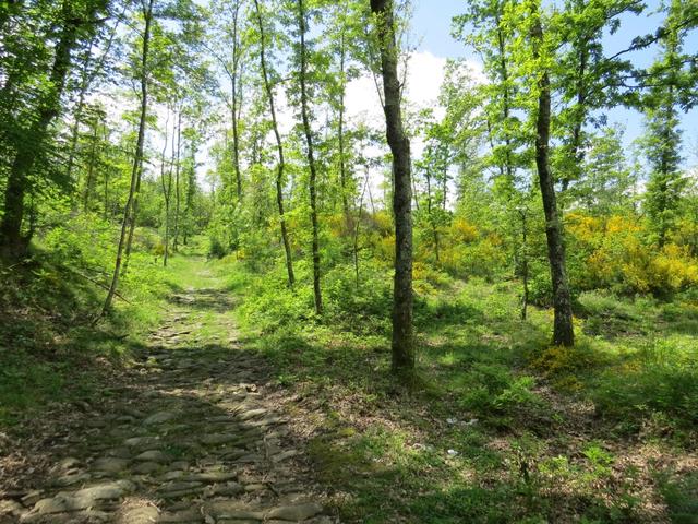 wir durchqueren nun einen traumhaft schönen Wald mit Goldregenbäume und Ginster