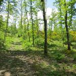 wir durchqueren nun einen traumhaft schönen Wald mit Goldregenbäume und Ginster