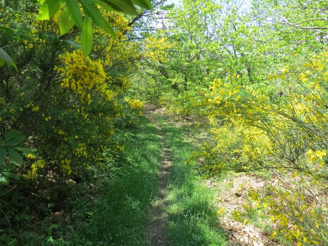 wir müssen uns durch einen Ginsterwald durchkämpfen