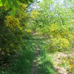 wir müssen uns durch einen Ginsterwald durchkämpfen