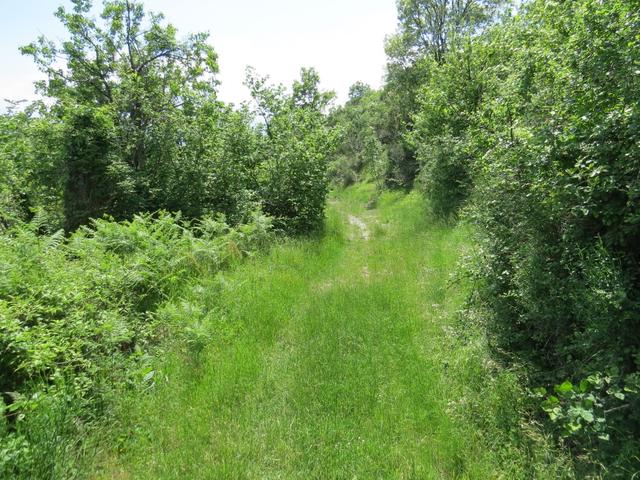 über einen sehr schönen Wanderweg, verlassen wir den Passo, und nehmen den steilen Abstieg unter die Füsse