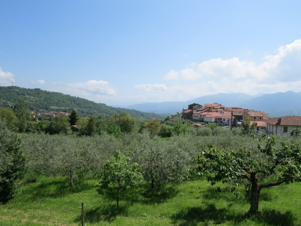 wir blicken über Olivenbäume und erkennen Arzengio