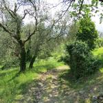 die Via Francigena führt uns durch schöne Olivenhaine weiter abwärts