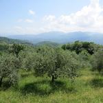 hier können wir definitiv sagen, wir haben das Apennin hinter uns gelassen