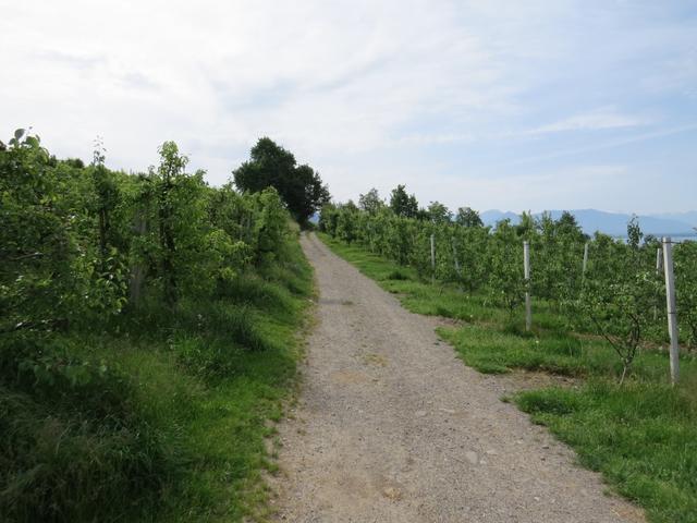 wir lassen Oberreutin hinter uns und laufen weiter durch Obstbäume leicht aufwärts