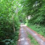 der nun nicht mehr steile Weg ist breit und verläuft mitten durch den schönen Laubwald von Lauiwald