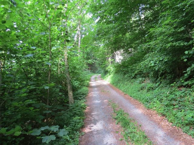 der nun nicht mehr steile Weg ist breit und verläuft mitten durch den schönen Laubwald von Lauiwald