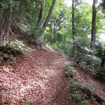 vorerst geht es aber noch über einen normalen Waldweg