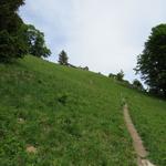 der Wanderweg leitet einem sicher durch den Wald, und danach endgültig durch offenes Weideland zur Alphütte von Älpli