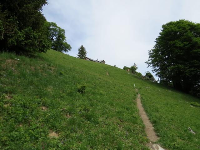 der Wanderweg leitet einem sicher durch den Wald, und danach endgültig durch offenes Weideland zur Alphütte von Älpli