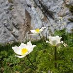 schöne Alpen-Küchenschellen können bestaunt werden