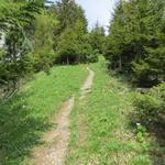 der Wanderweg zieht nun rechts in einen Legföhrenwald...