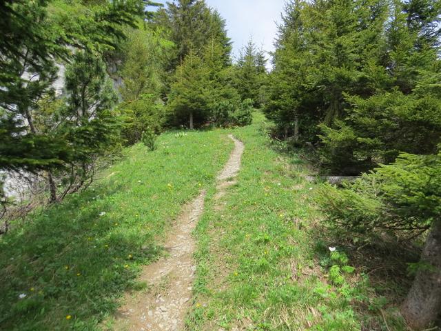 der Wanderweg zieht nun rechts in einen Legföhrenwald...