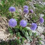 Kugelblumen können am Wegesrand bestaunt werden